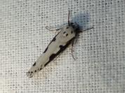 Ethmia bipunctella