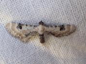 Eupithecia centaureata