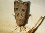 Agrotis segetum