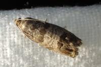 Cydia pomonella