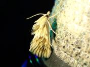 Cynaeda dentalis