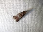 Acrobasis advenella