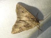 Anarta trifolii