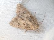 Anarta trifolii