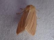 Mythimna pallens