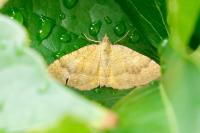 Camptogramma bilineata