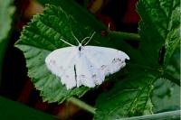 Scopula ornata