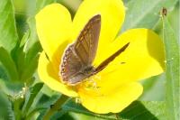 Polyommatus icarus