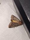 Thalpophila matura