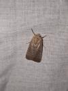 Hoplodrina ambigua