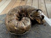 Agrius convolvuli
