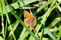 Lycaena phlaeas