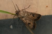 Agrotis segetum