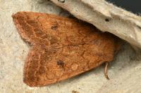 Sunira circellaris