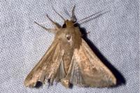 Mythimna albipuncta