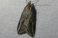 Chesias legatella