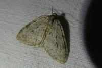 Epirrita