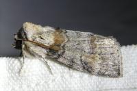 Cymatophorina diluta
