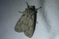 Lithophane ornitopus