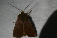Conistra ligula