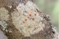 Blastenia ferruginea