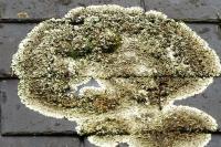 Xanthoparmelia conspersa