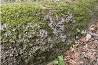 Peltigera praetextata