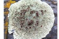 Xanthoparmelia conspersa