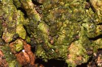 Gyalecta truncigena