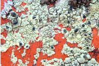 Lecanora sulphurea
