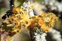 Teloschistes chrysophthalmos