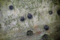 Arthopyrenia analepta