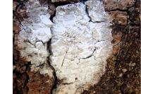 Sporodophoron cretaceum