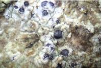 Diplotomma alboatrum