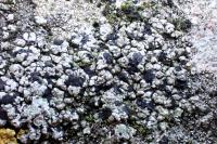 Toniniopsis aromatica