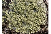 Rhizocarpon geographicum