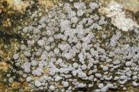Lecania rabenhorstii