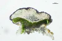 Lecania rabenhorstii