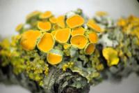 Polycauliona polycarpa