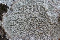 Pertusaria pertusa