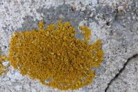 Xanthoria calcicola