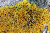 Xanthoria calcicola