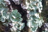 Flavoparmelia caperata