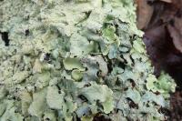 Flavoparmelia caperata