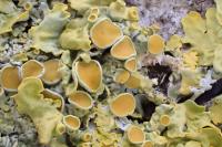 Xanthoria parietina