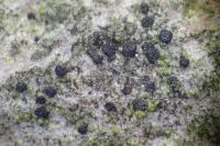 Arthonia apatetica