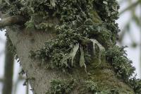 Ramalina fraxinea