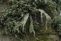 Ramalina fraxinea