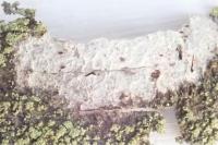 Phlyctis argena