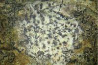 Peridiothelia fuliguncta